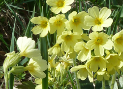 Die Schlüsselblume heisst auch «Himmelsblume» – ist  sie der Schlüssel zur Himmelstür? (Foto: eli).